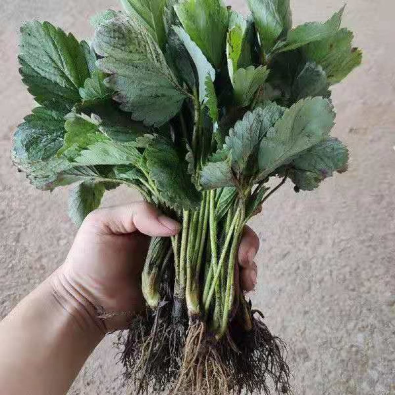 新鲜草莓苗，包邮到家！