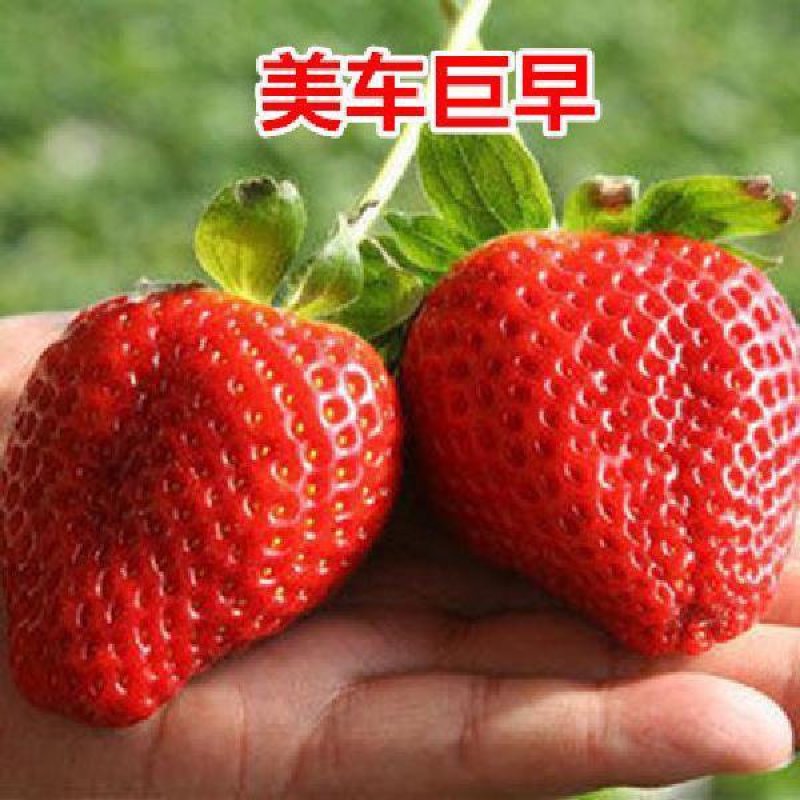 新鲜草莓苗，包邮到家！