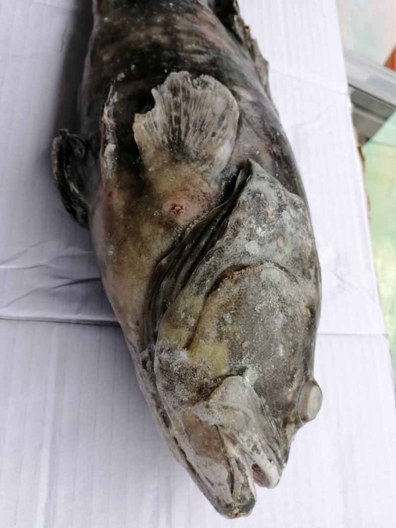 活冻石斑鱼