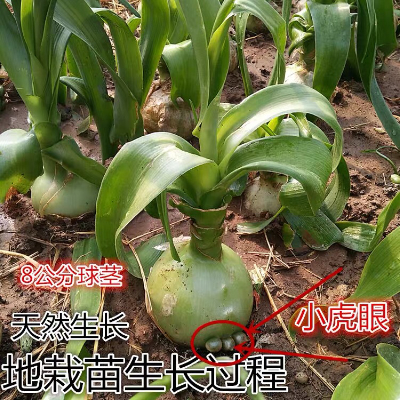 虎眼万年青植物盆栽海葱花卉旱三七花可食用中草药苗