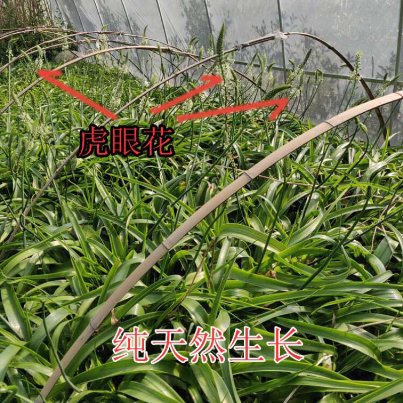 虎眼万年青植物盆栽海葱花卉旱三七花可食用中草药苗