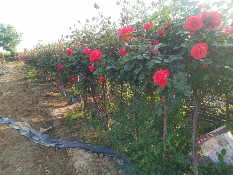 百亩基地树桩月季高杆月季批发树状月季对接绿化工程