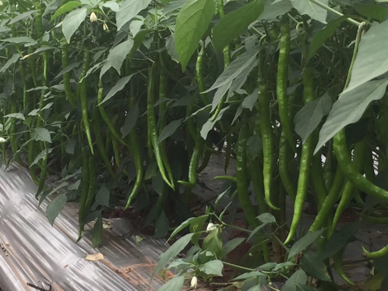 【优质】四川二荆条辣椒基地直供货源充足现摘现发