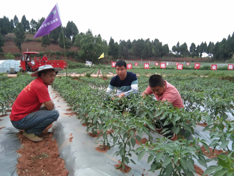 【优质】四川二荆条辣椒基地直供货源充足现摘现发