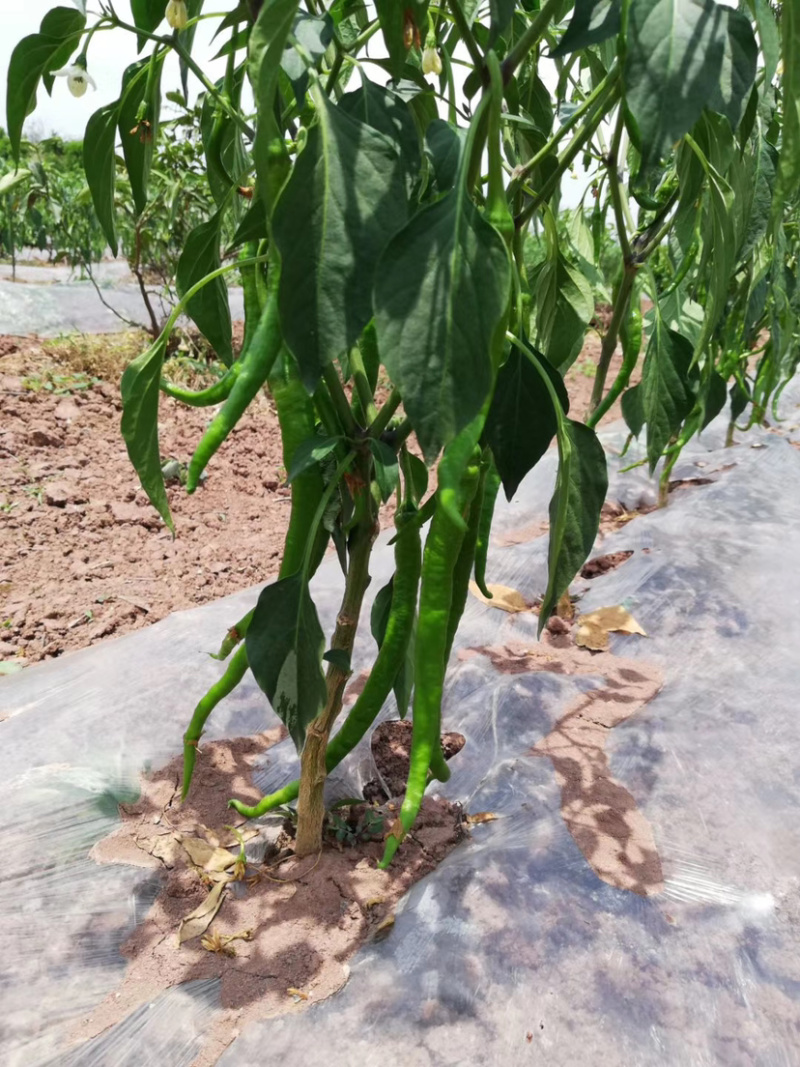 【优质】四川二荆条辣椒基地直供货源充足现摘现发