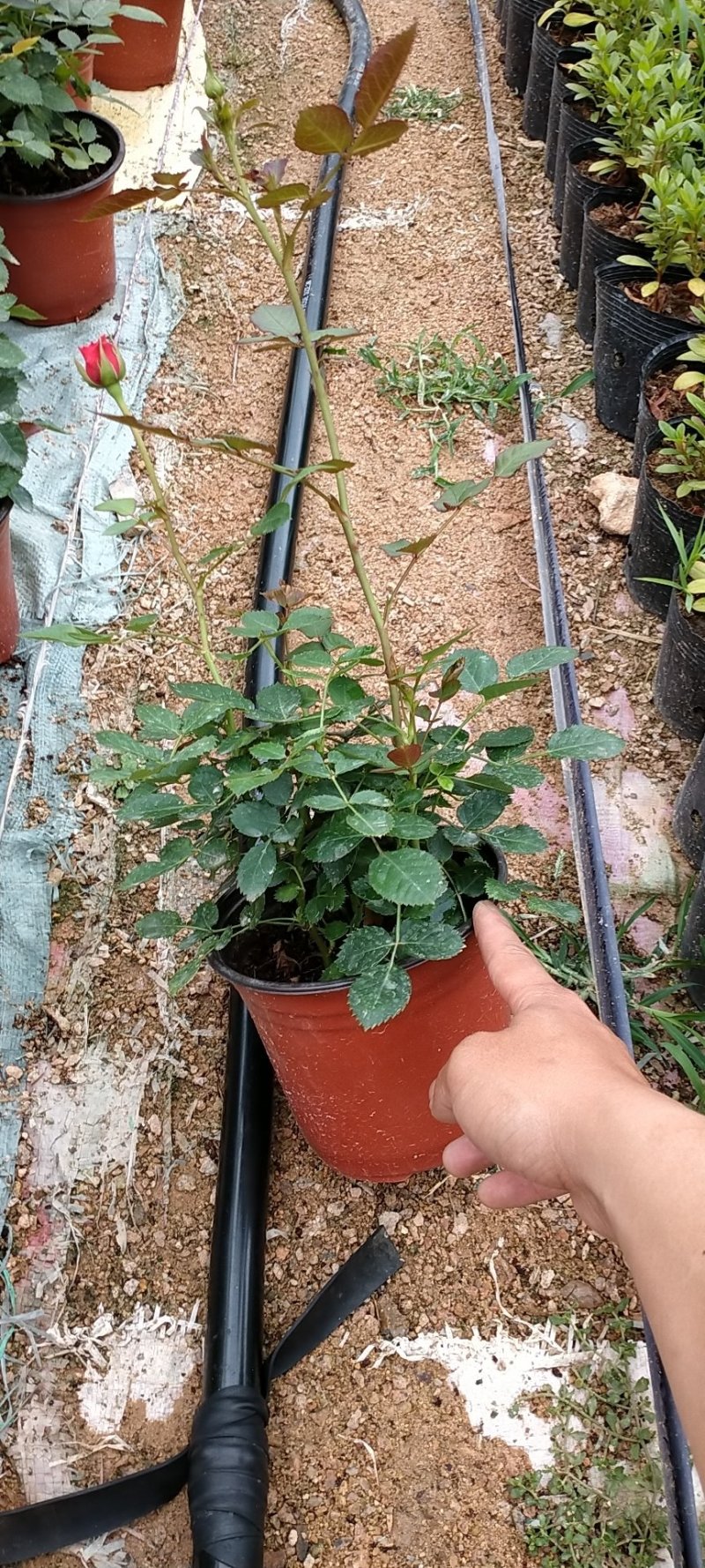 玫瑰三色多个品种多个颜色可供选择