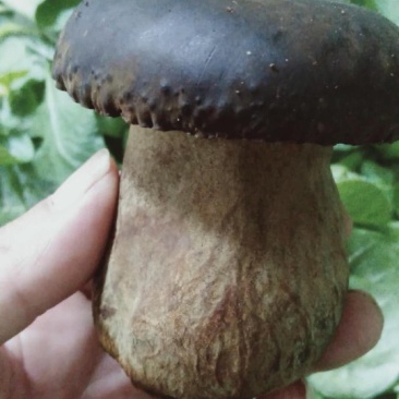 新鲜黑牛肝菌一公斤野生菌食用菌包邮基地直发