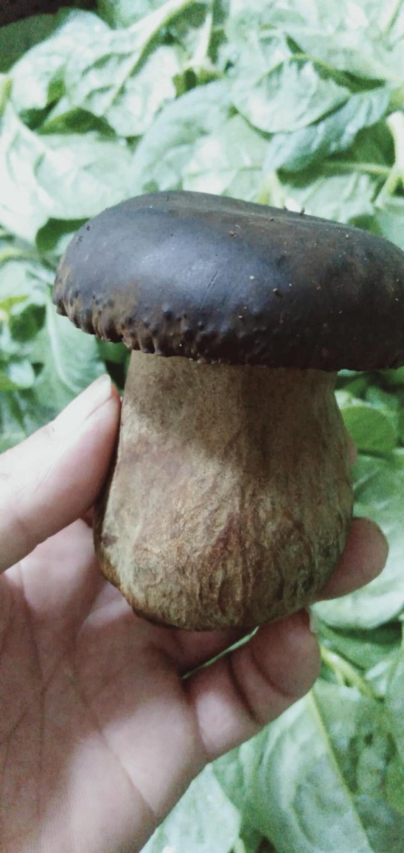 新鲜黑牛肝菌一公斤野生菌食用菌包邮基地直发