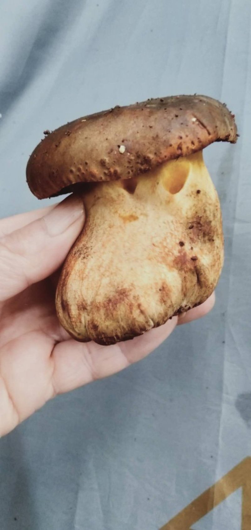 新鲜黑牛肝菌一公斤野生菌食用菌包邮基地直发