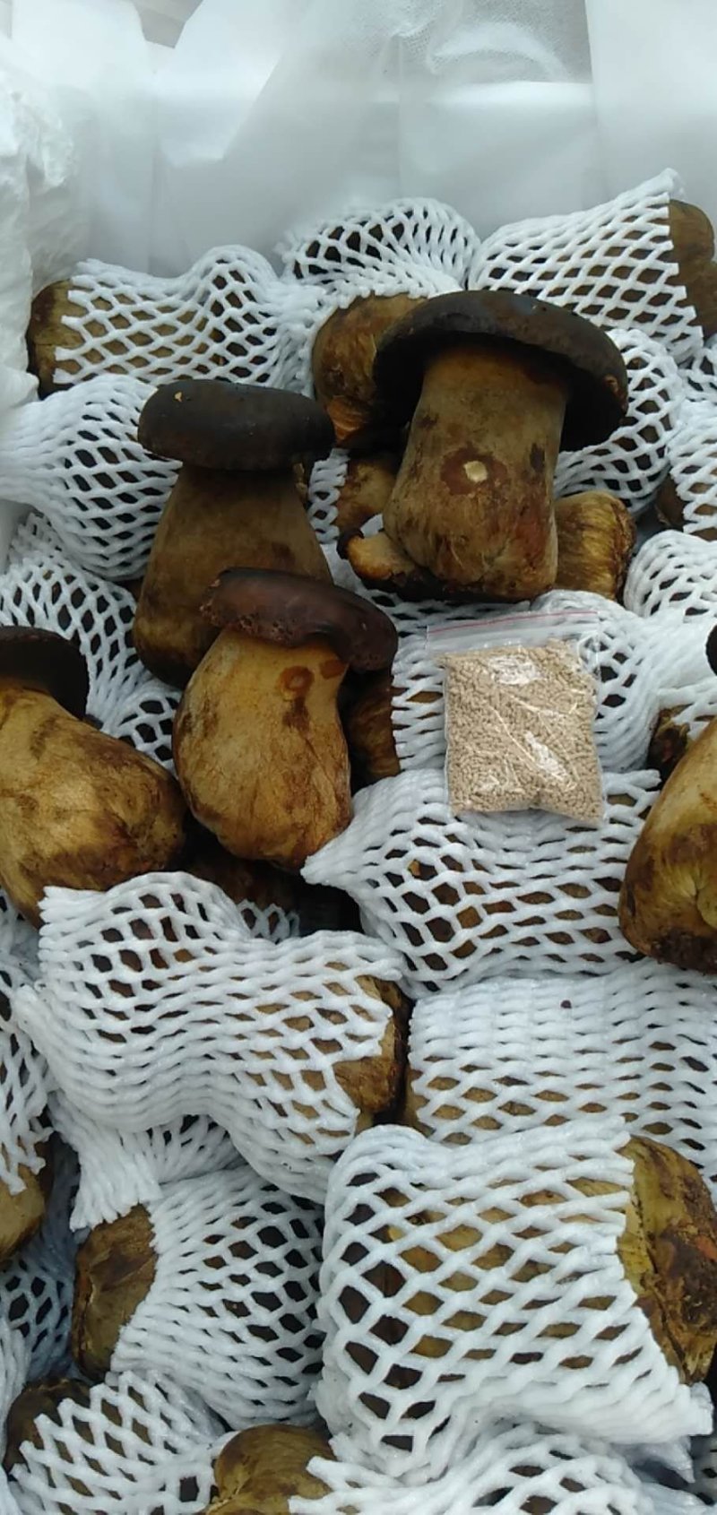 新鲜黑牛肝菌一公斤野生菌食用菌包邮基地直发
