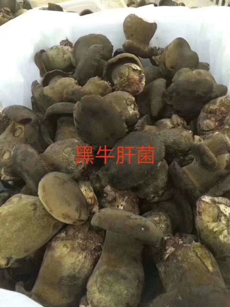新鲜黑牛肝菌一公斤野生菌食用菌包邮基地直发