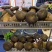 新鲜黑牛肝菌一公斤野生菌食用菌包邮基地直发