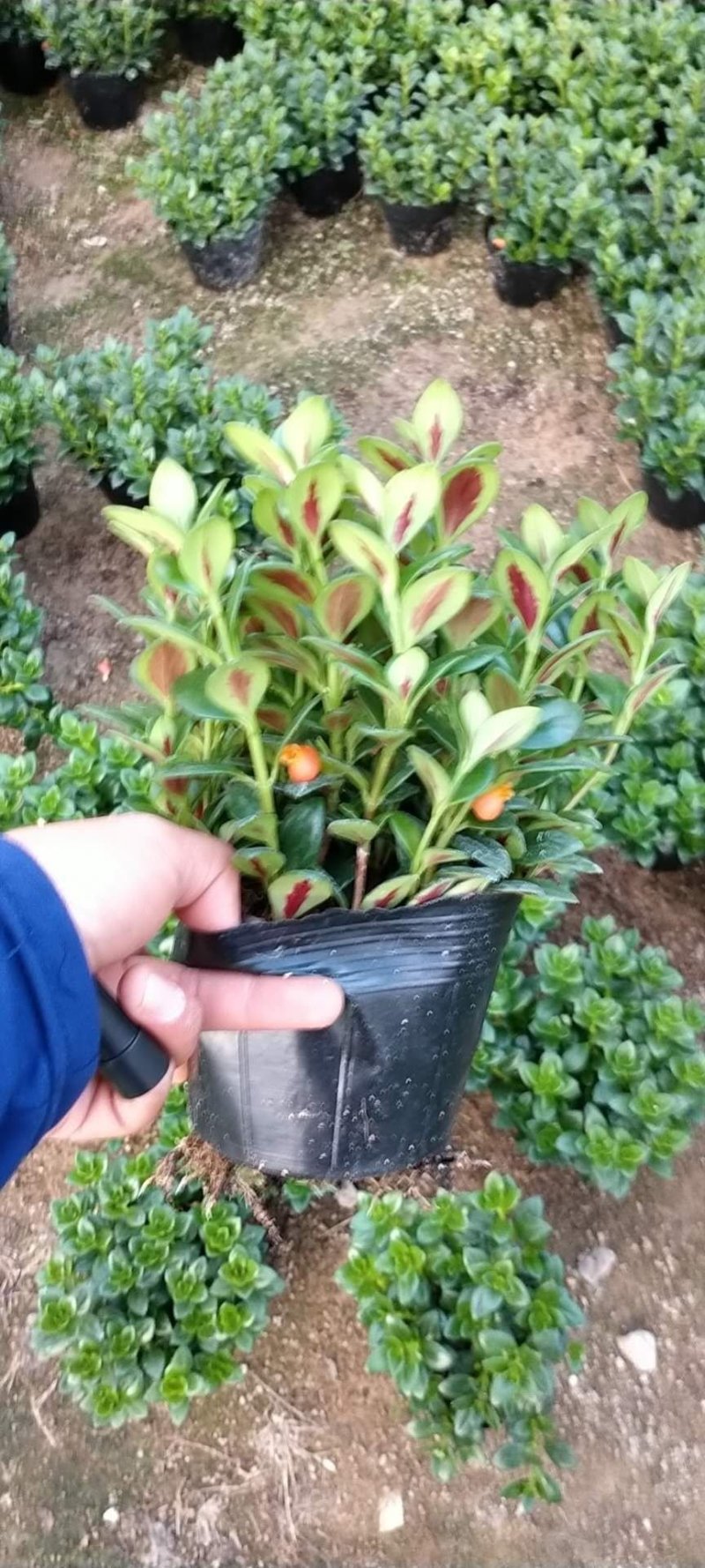 金鱼草多种规格可供选择，