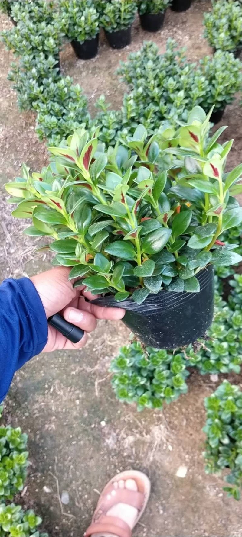 金鱼草多种规格可供选择，