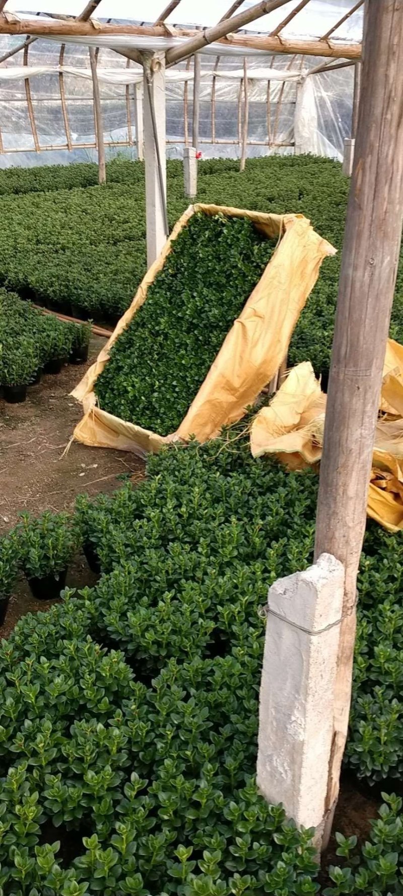 金鱼草多种规格可供选择，