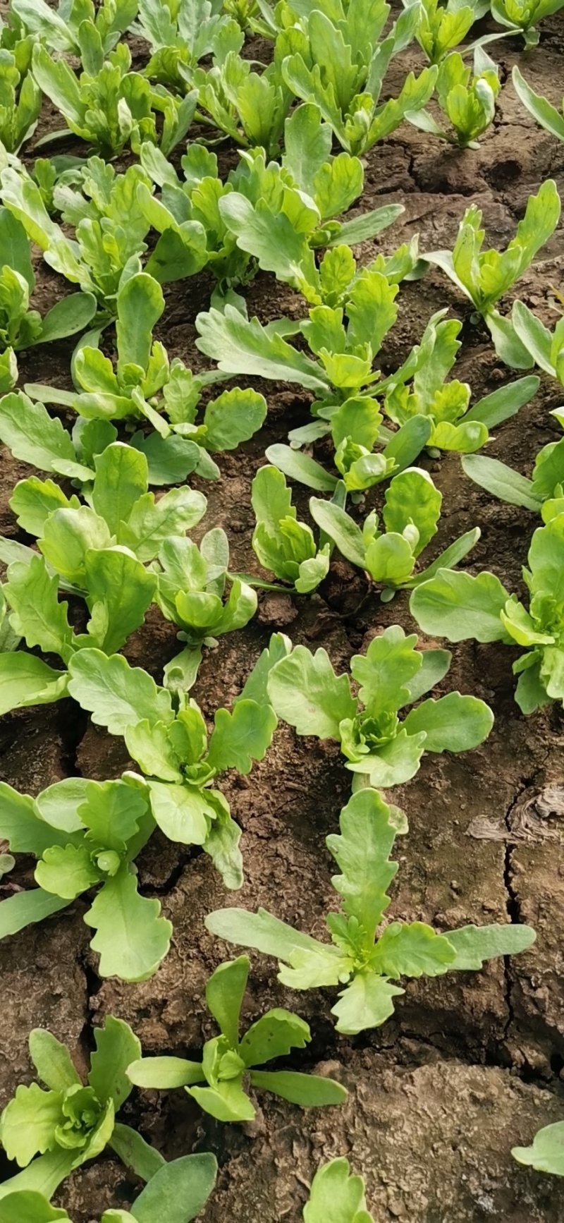 大叶茼蒿