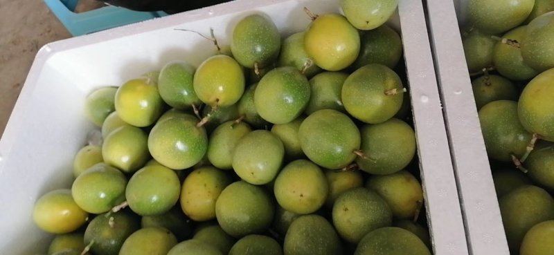 一件代发精品芭乐味黄金百香果海南产地直发