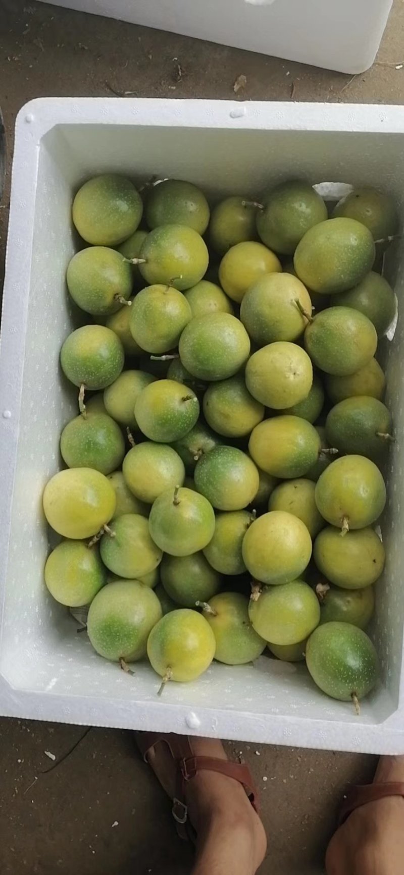 一件代发精品芭乐味黄金百香果海南产地直发