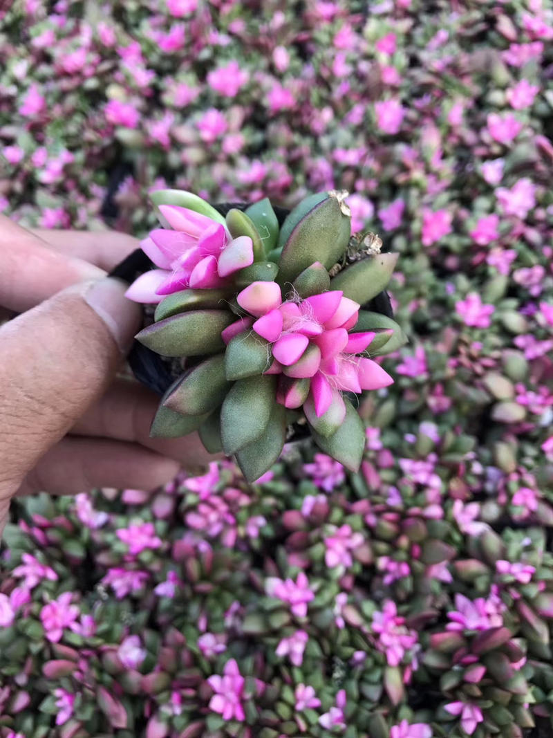 卡日松锦多肉植物批发漳州基地视屏看货质量保证