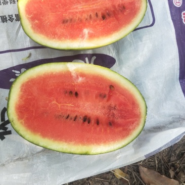 大量本地黑美人西瓜
