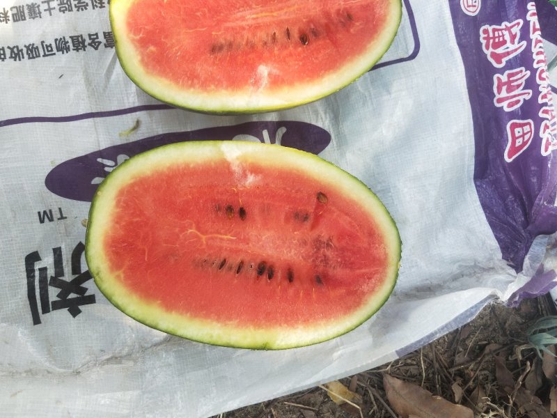 大量本地黑美人西瓜