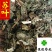 紫苏叶苏叶供应各种中药材统货看规格下单