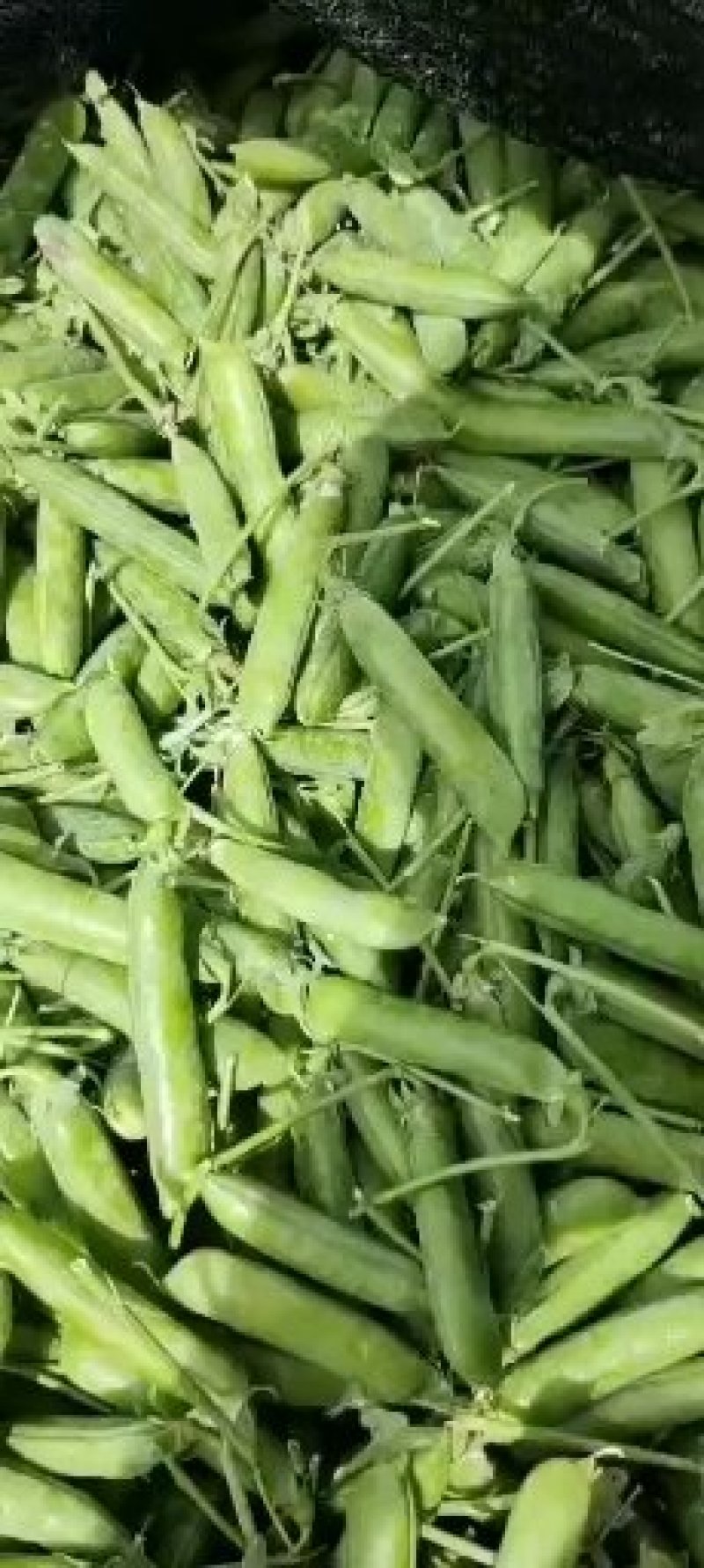 长寿仁豌豆