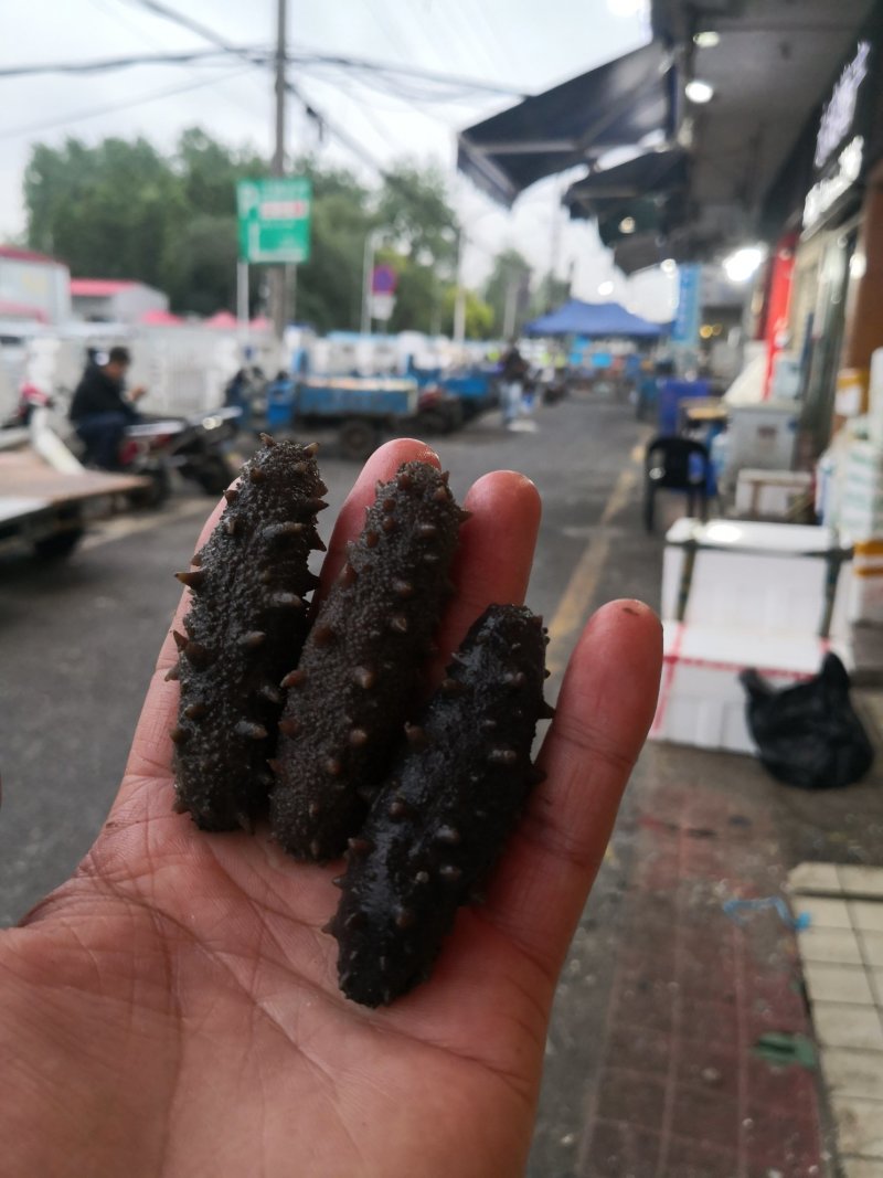 拉缸盐海参辽参刺参半干海参水发海参原材料大量供应