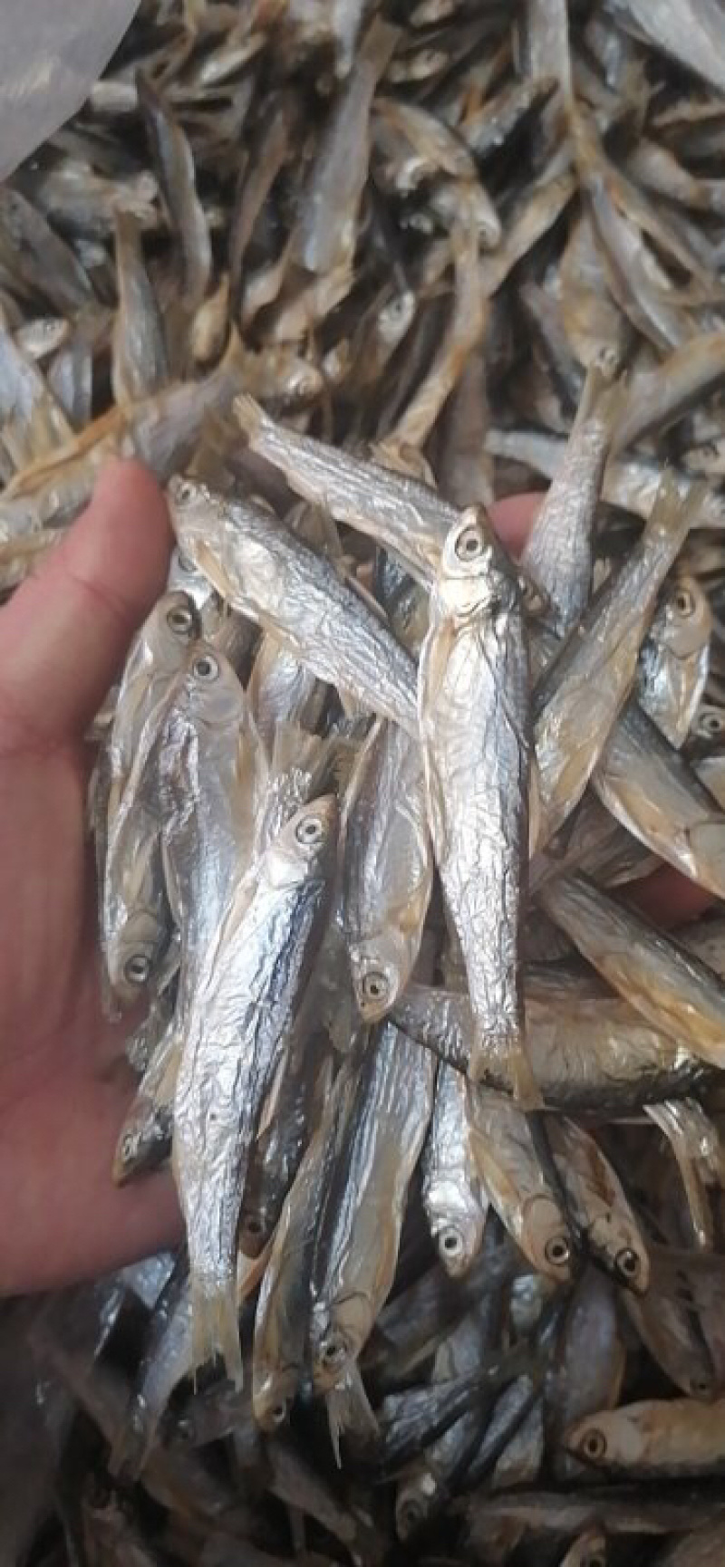 小白条刁子鱼蓝刀鱼小餐鱼咸鱼干