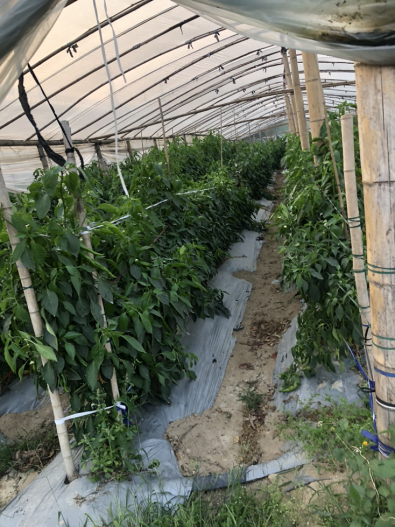 大量供应海花红
