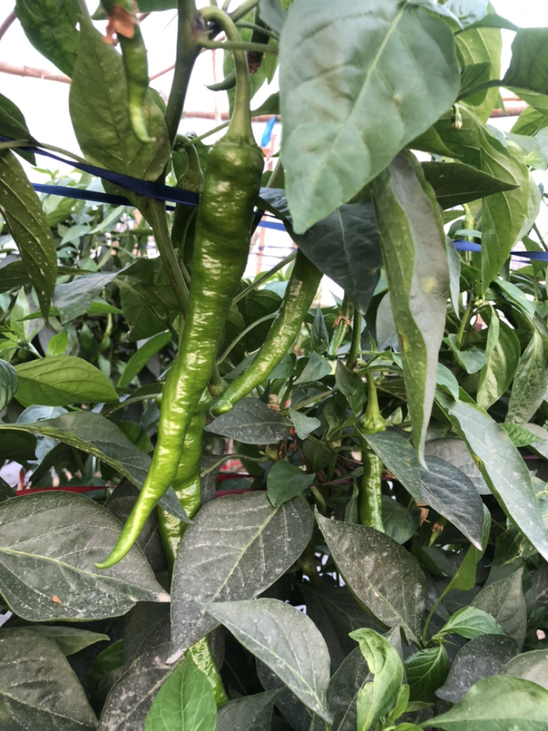 大量供应海花红