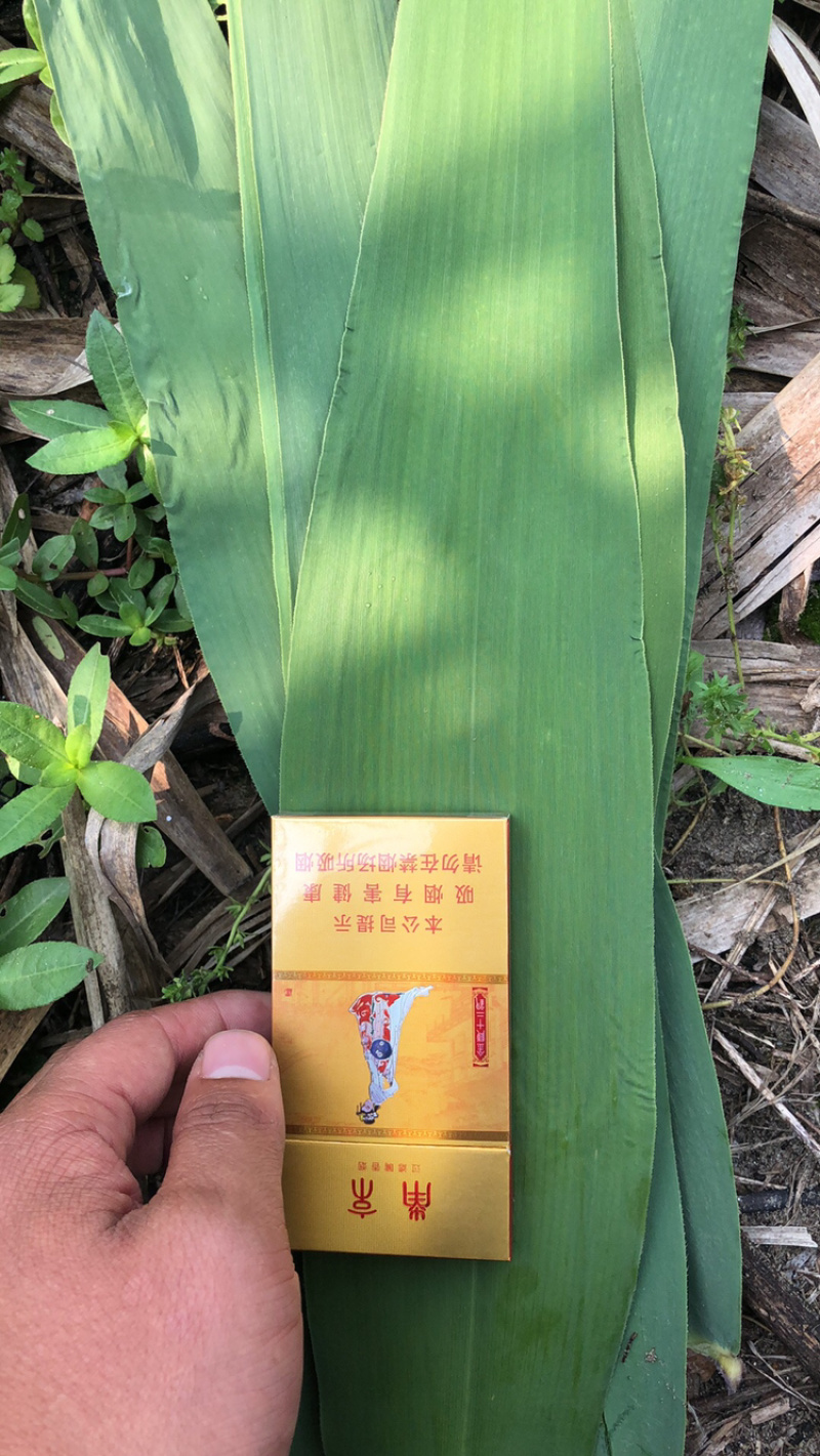 粽叶大量供应芦苇叶欢迎前来选购量大从优欢迎资询