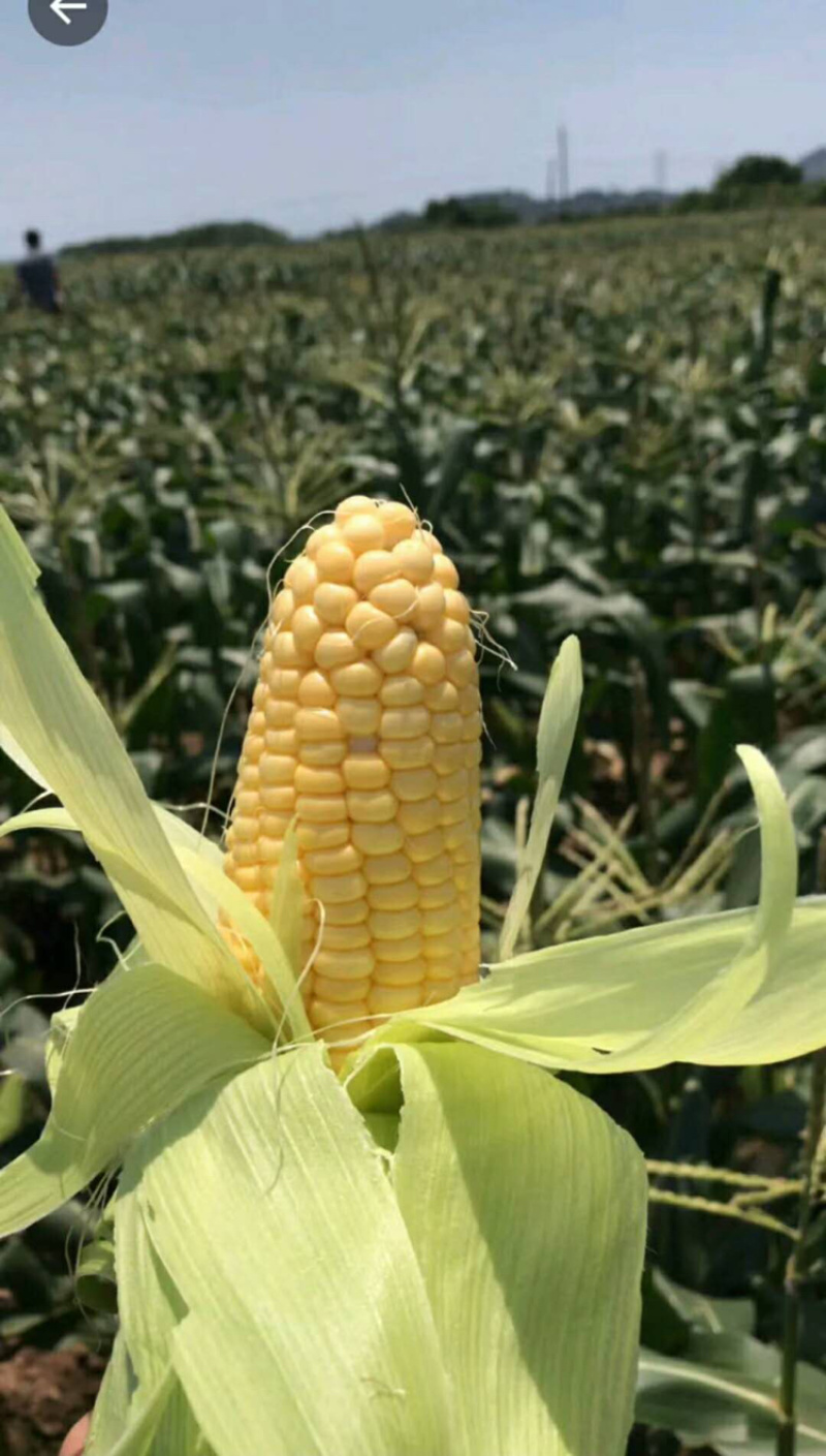 太阳花甜玉米粒粒饱满大量供应平台️包园日供量10万