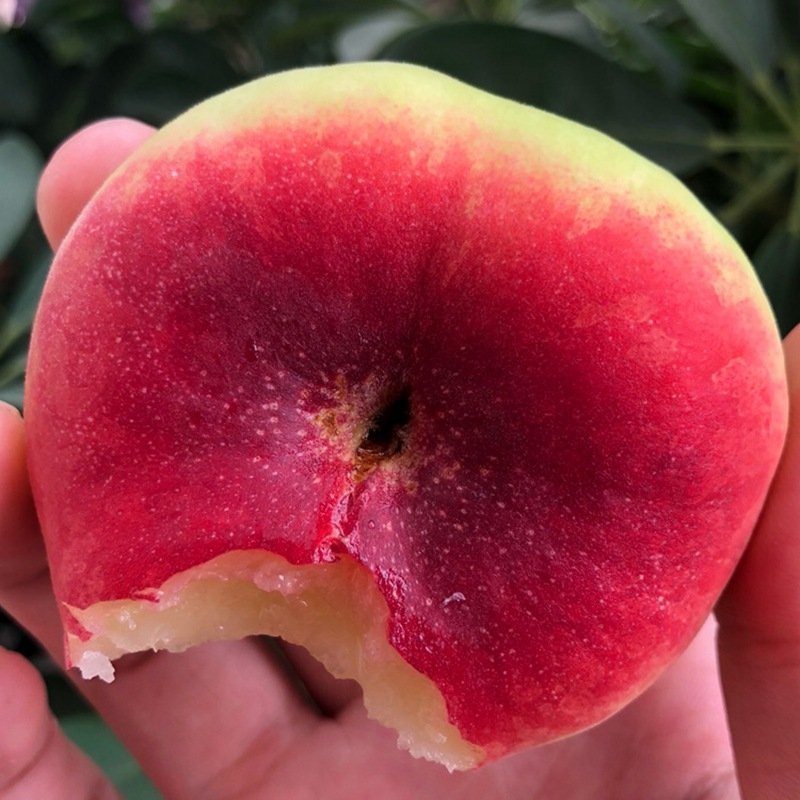精品蟠桃大量上市，产地直发质量保证，诚信代办