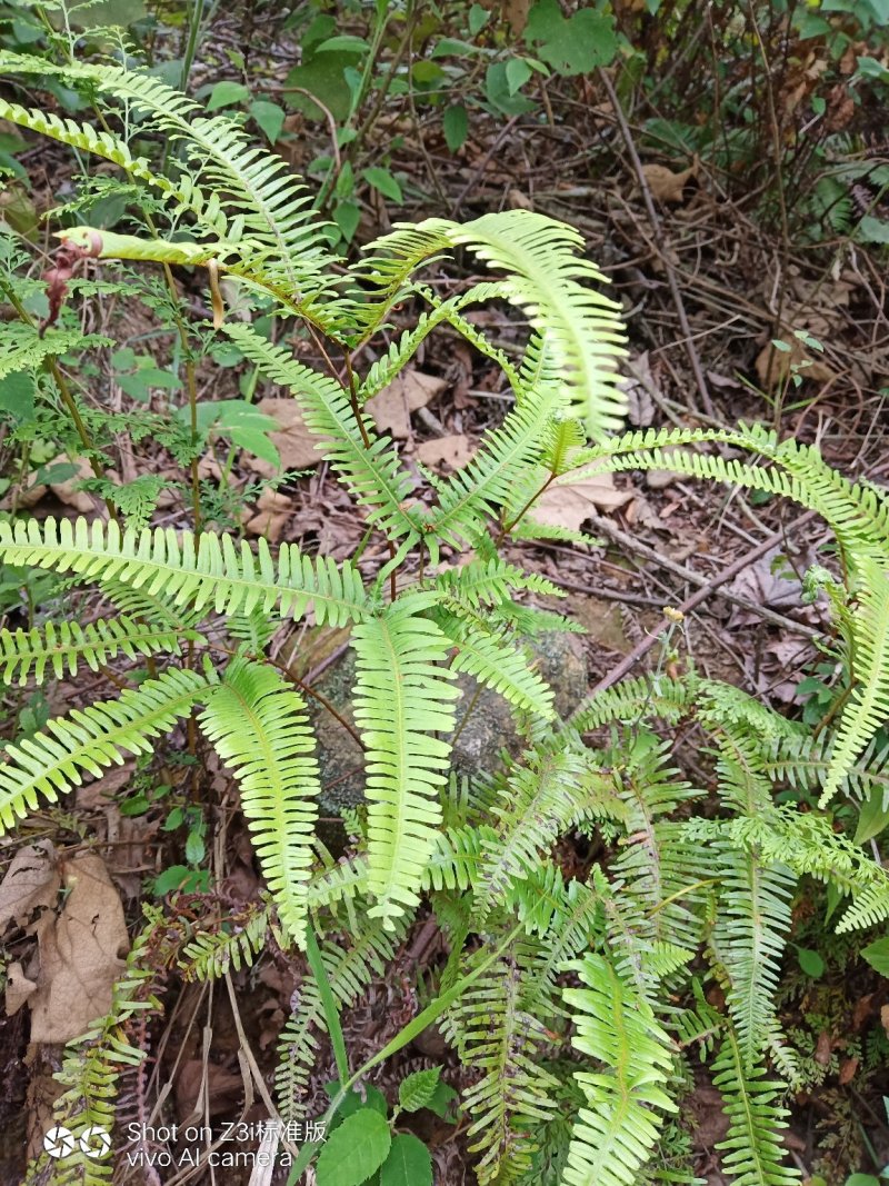 纯野生。芒萁