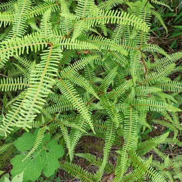 纯野生。芒萁