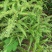 纯野生。芒萁