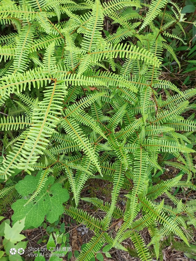纯野生。芒萁