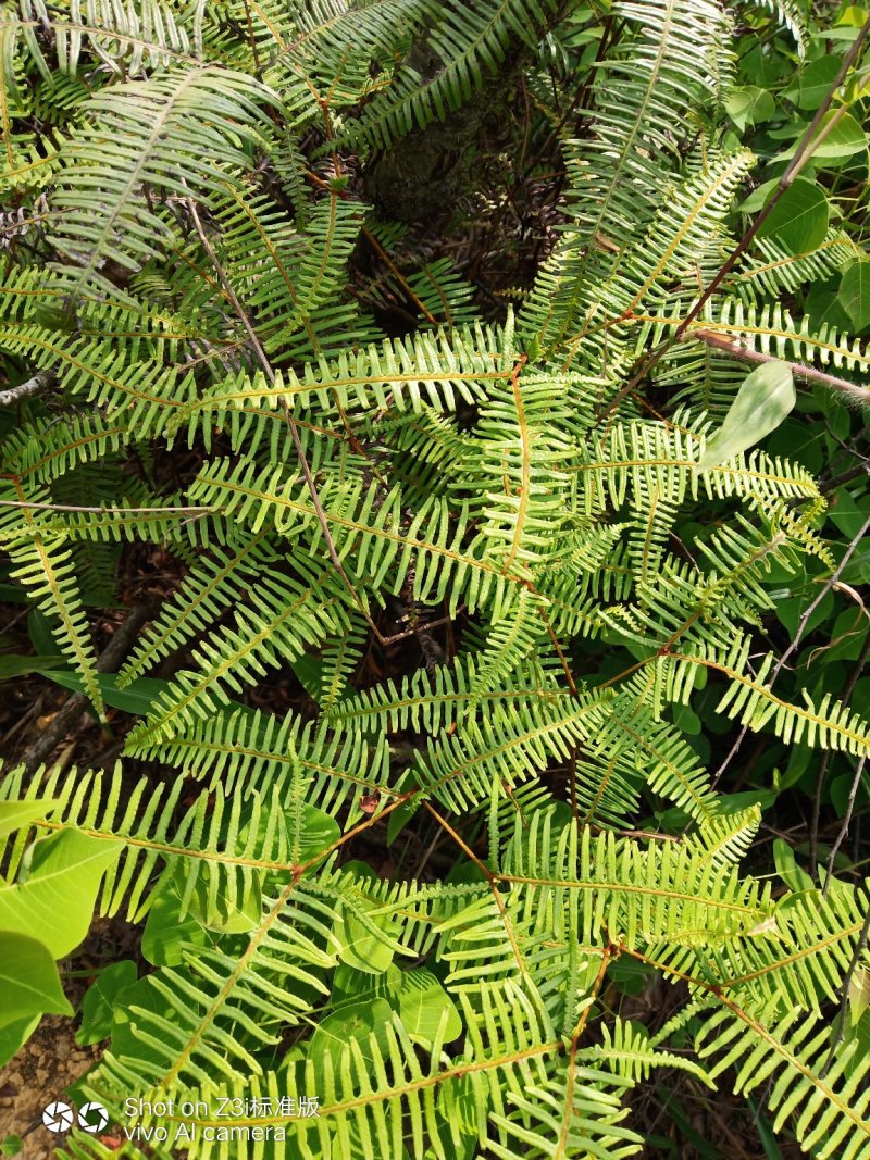 纯野生。芒萁