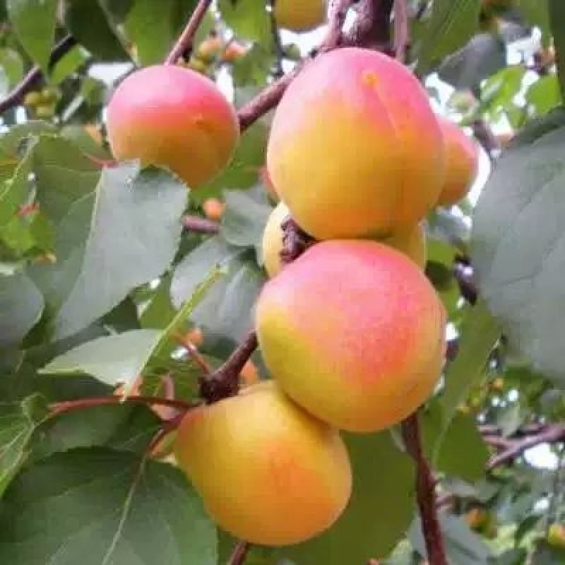精品丰园红杏，果园直发质量保证，量大欢迎采购