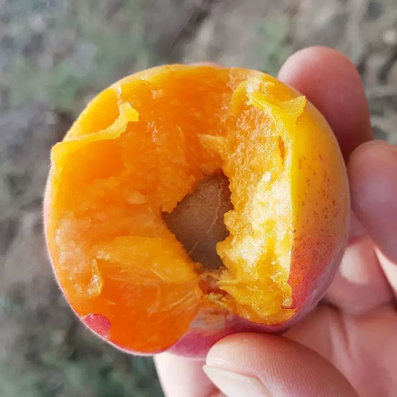 精品丰园红杏，果园直发质量保证，量大欢迎采购
