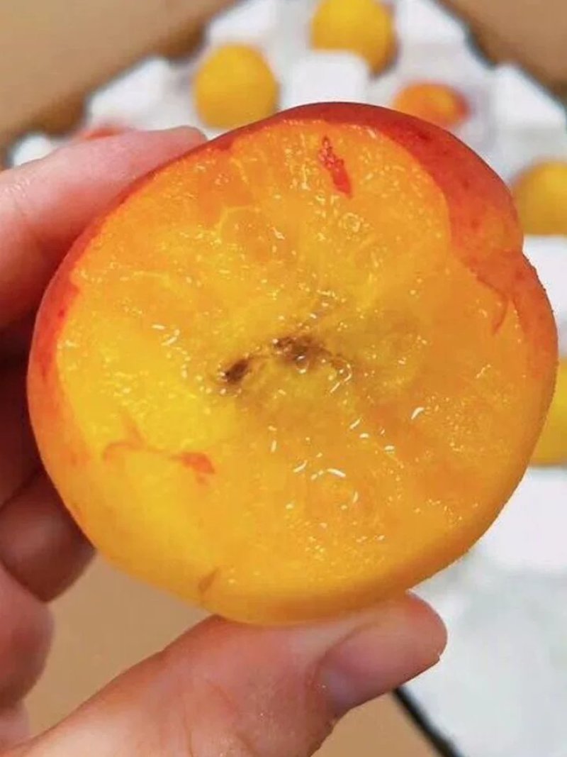 精品丰园红杏，果园直发质量保证，量大欢迎采购