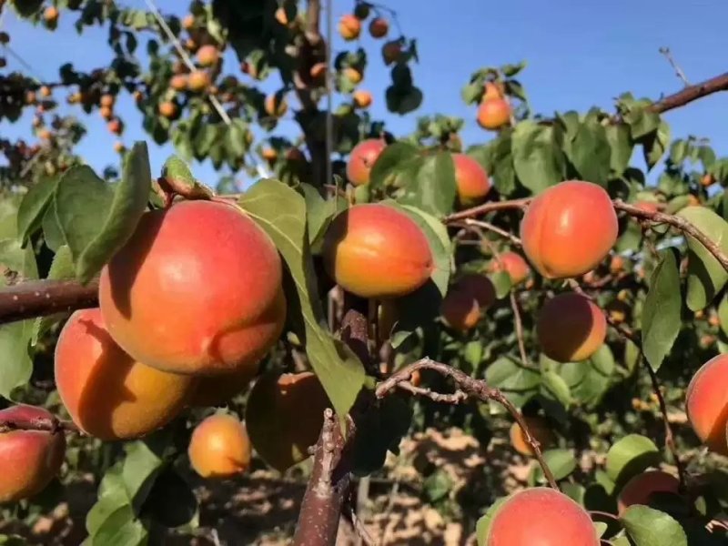 精品丰园红杏，果园直发质量保证，量大欢迎采购
