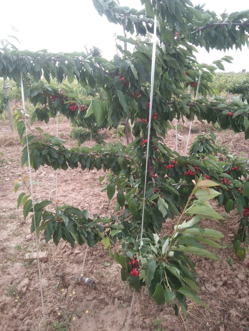 樱桃红灯，美早