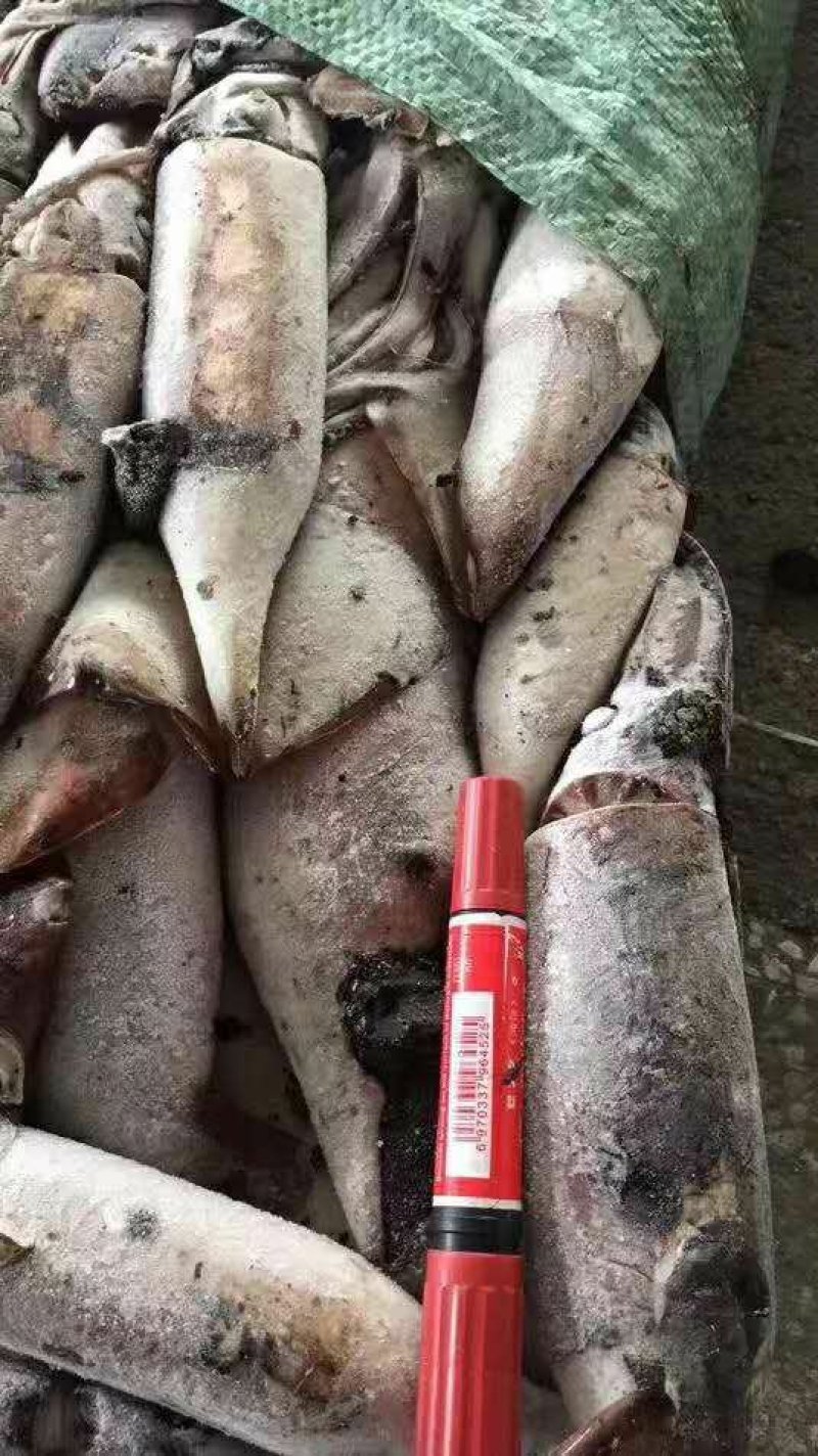 黑皮鱿鱼，本地渔船灯光捕捞的