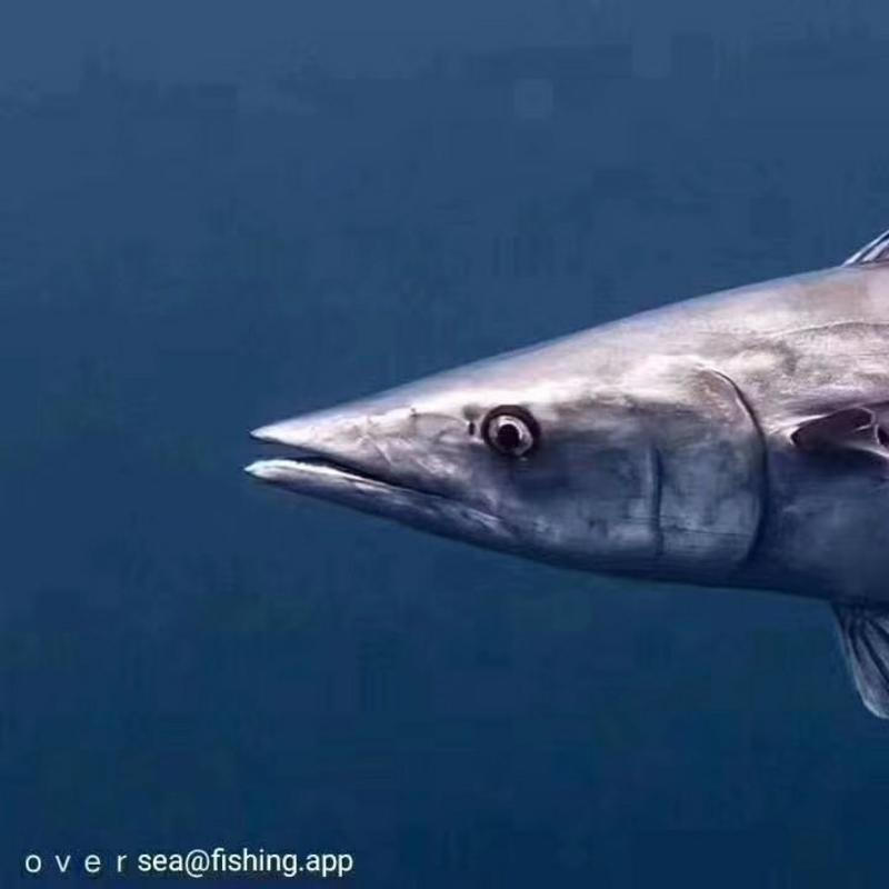 西沙大马鲛，一种专吃红鱿长大的马鲛鱼