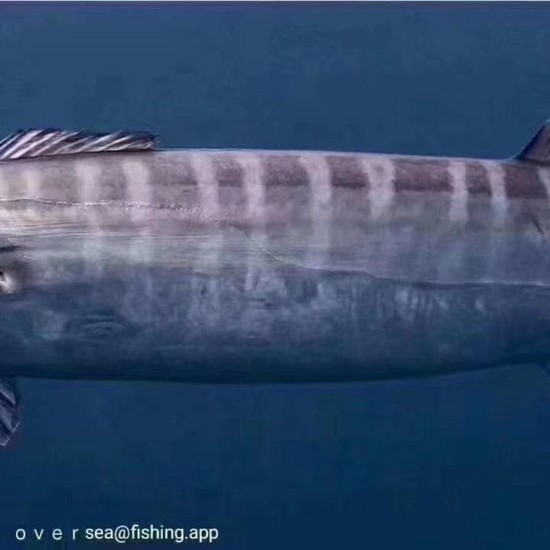 西沙大马鲛，一种专吃红鱿长大的马鲛鱼