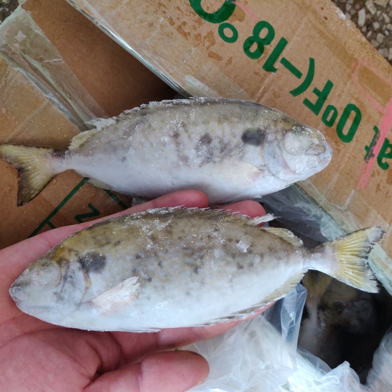 单冻柠檬鱼，新鲜直接上单冻机出品