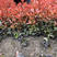 红叶石楠小苗，袋苗，分叉，色块苗