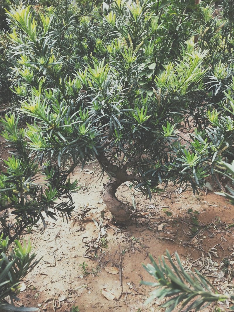 正宗长叶，米叶，珍珠罗汉松盆景